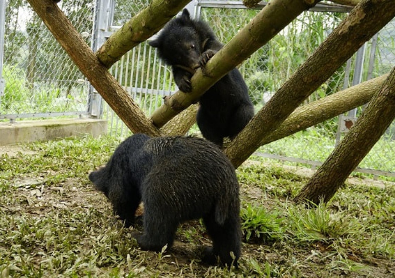 Private Ninh Binh Bear Sanctuary -Trang An- Mua Cave Day Trip