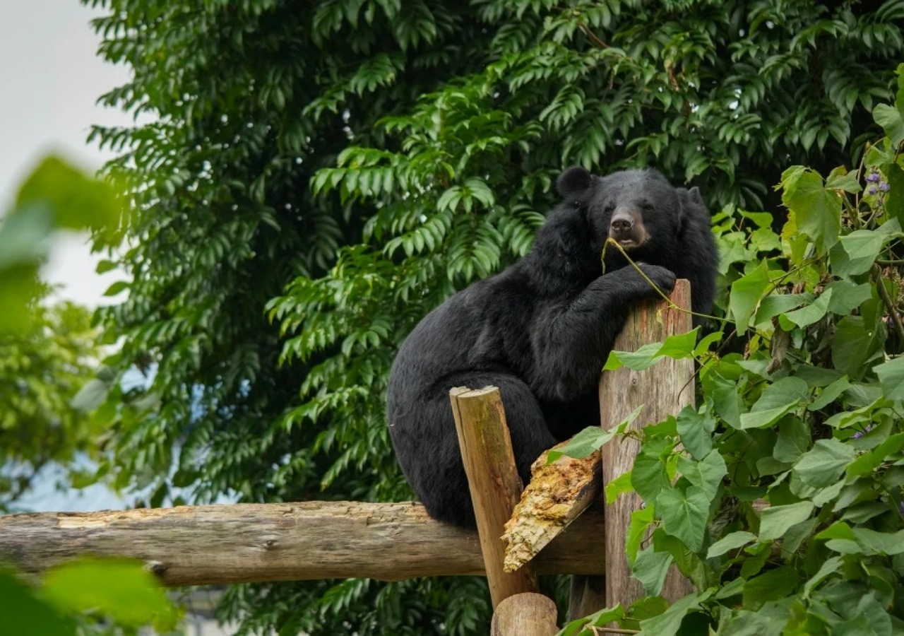 Private Ninh Binh Bear Sanctuary -Trang An- Mua Cave Day Trip