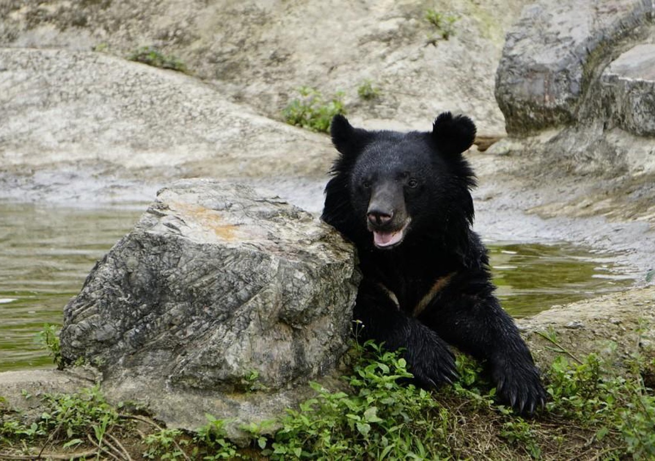 Private Ninh Binh Bear Sanctuary -Trang An- Mua Cave Day Trip